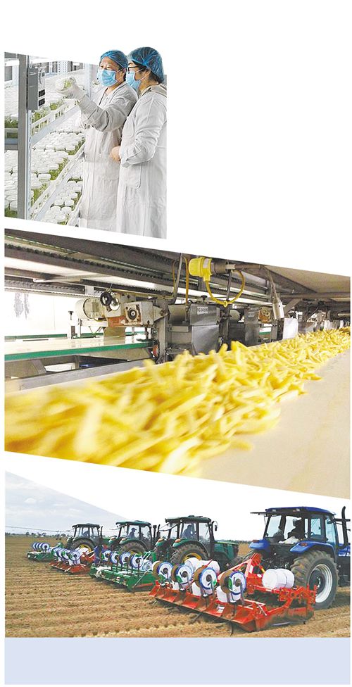 雪川农业做精薯制品产业